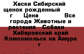 Хаски Сибирский (щенок рожденный 20.03.2017г.) › Цена ­ 25 000 - Все города Животные и растения » Собаки   . Хабаровский край,Комсомольск-на-Амуре г.